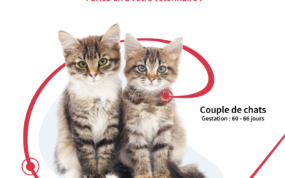Stérilisation des chats